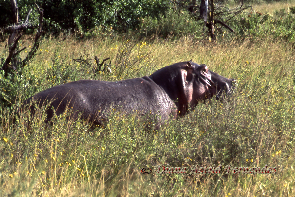 Hippo-out-in-the-grass-Serengeti